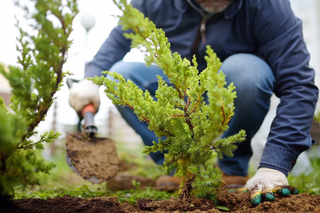 Man planting tree